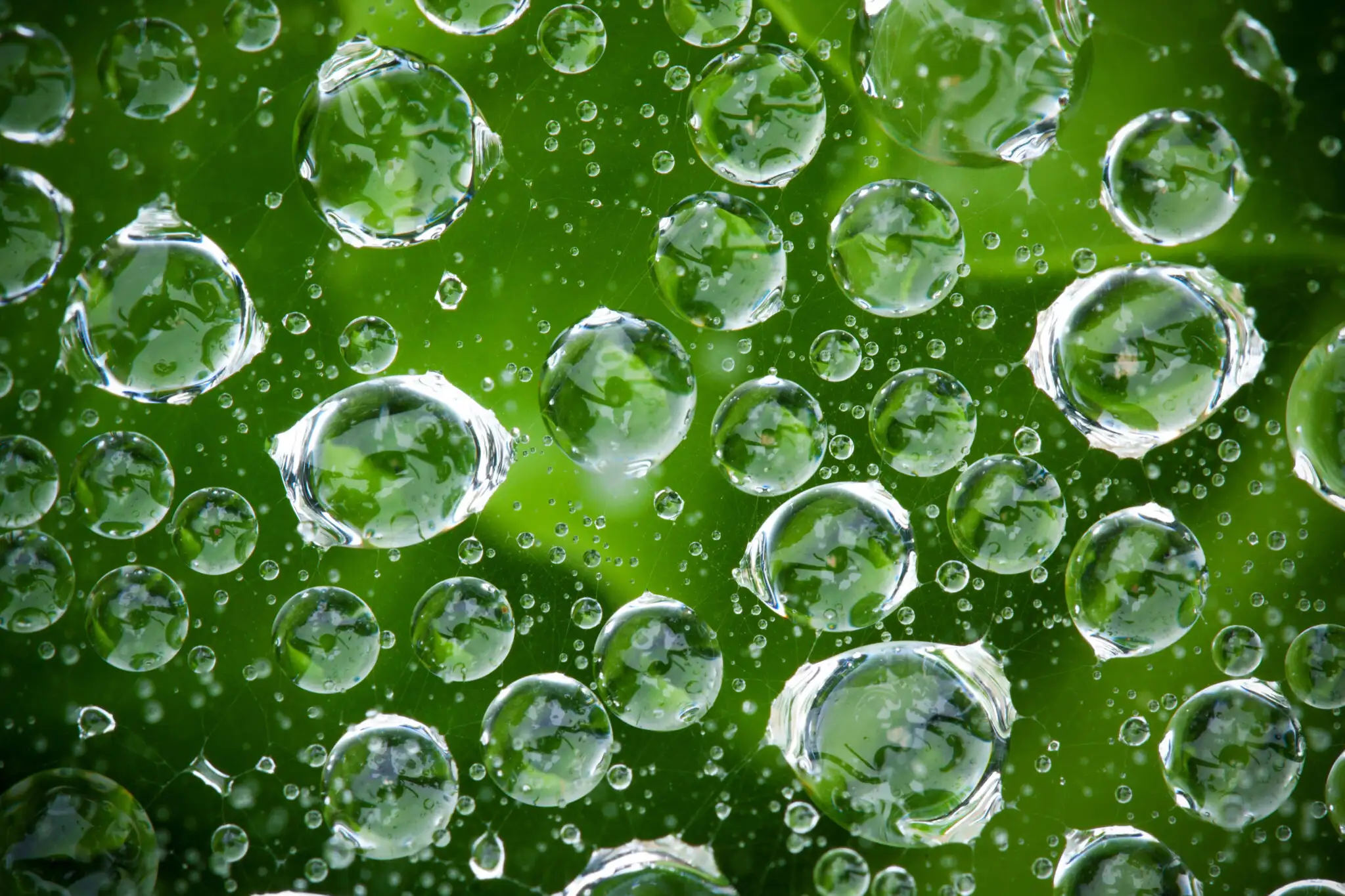 Wassertropfen auf grünem Hintergrund