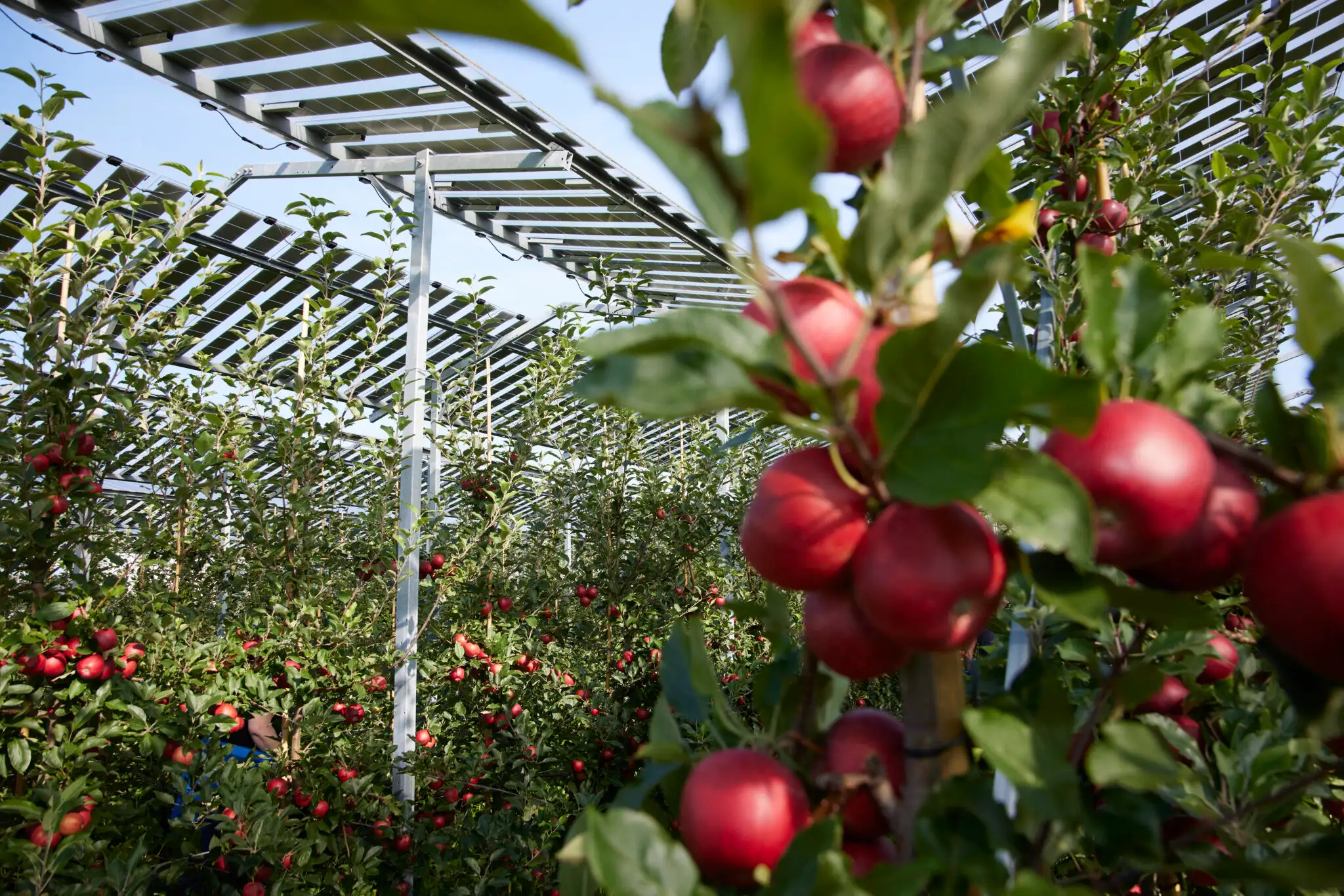 Apfelbäume unter einer Photovoltaik Anlage