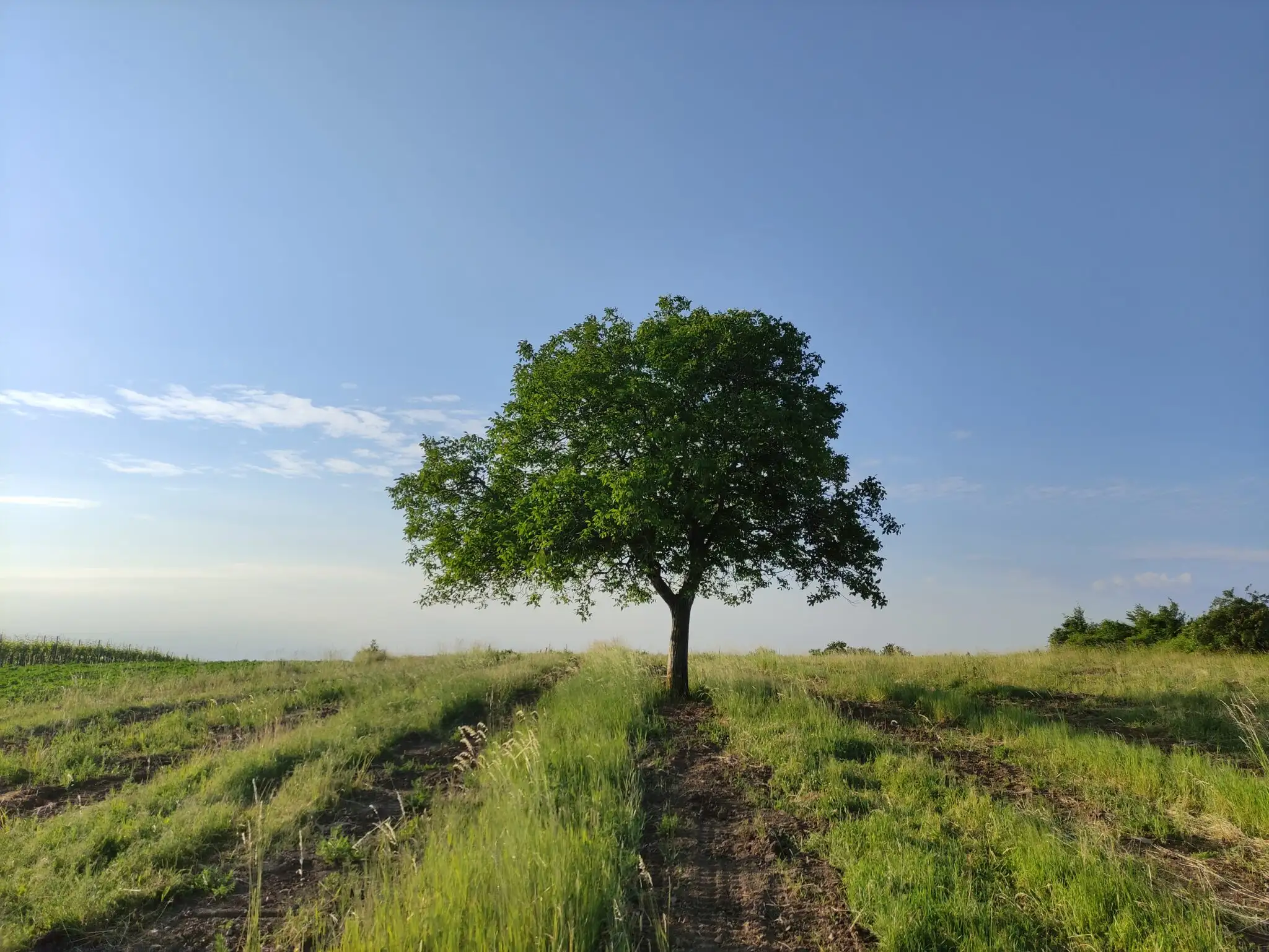 Baum auf einem Feld