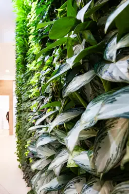 grüne Pflanzenwand im Eingangsbereich der RWA