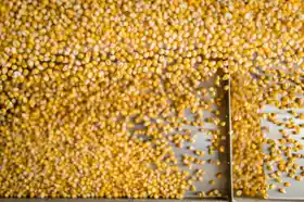Maiskörner